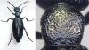 Meloe proscarabaeus